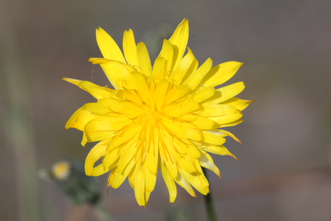 Reichardia picroides